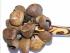 Natural Bali Nut Shaker / Chestnut Shaker / Pangi Seed Shaker