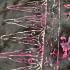 Sarong Beach Coverup Bali Batik Large Size Black, White & Pinks